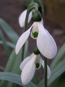 Galanthus elwesii 'Mr Blobby'